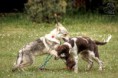 /album/fotogalerie-vikendy-ocima-fotografa-jana-zahradnika/jesenice-vycvik-psu-2-57-jpg/